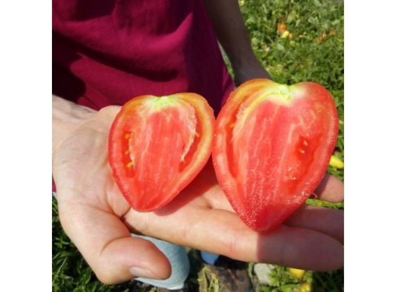Семена томата сливки Белиз F1 (250 семян), Libra Seeds (Erste Zaden) Семена томата сливки Белиз F1 (250 семян), Libra Seeds (Erste Zaden)